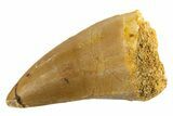 Fossil Mosasaur (Mosasaurus) Tooth - Morocco #332943-1